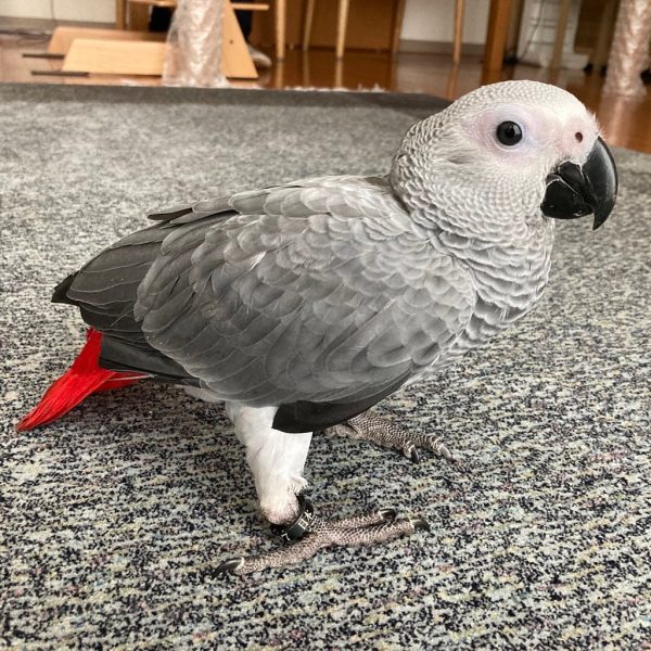Coco
