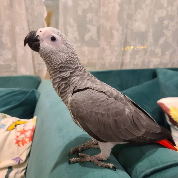 Rio Rio